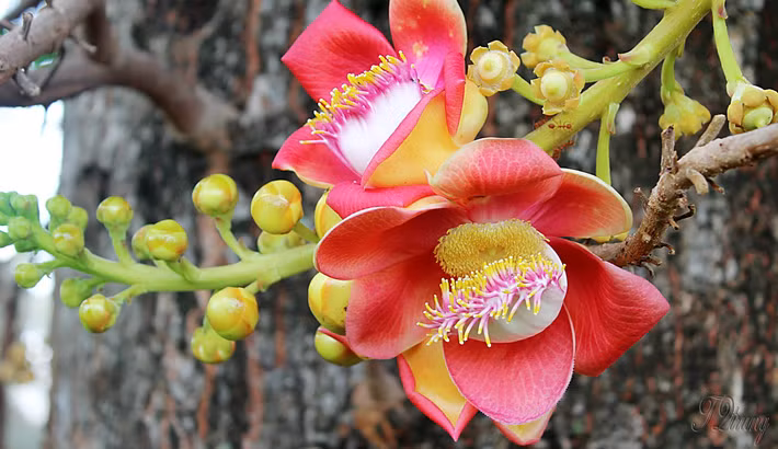 Hoa sala mọc thành từng chùm trên cọng dài (có khi dài tơi 3m) với màu hồng hoặc màu cam đỏ thắm. Ảnh ytimg.