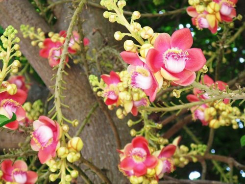 Hoa sala có tên khoa học là Couropita Guianensis. Hoa chỉ mọc từ thân chính của cây. Ảnh hoasaigon.