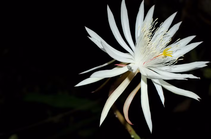Hoa Kadupul có tên khoa học là Epiphyllum oxypetalum. Hoa chỉ nở về đêm và nhanh chóng úa tàn đi trước khi bình minh đến. Ảnh snaplant.
