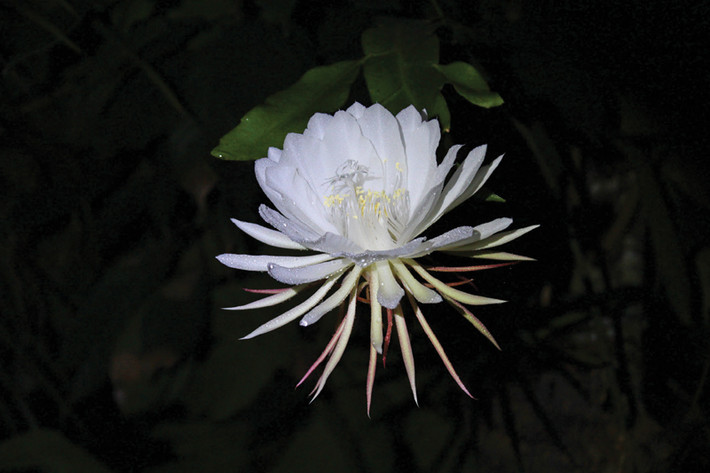 Người ta tin rằng, khi một điều ước được thực hiện vào lúc hoa Kadupul nở thì điều ước đó sẽ trở thành hiện thực. Ảnh btoptions.