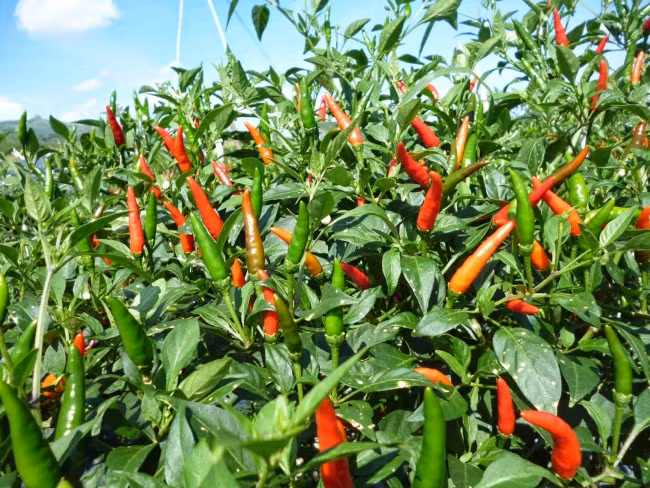 Ngoài ra, ớt mắt chim pha với nước còn được sử dụng làm chất diệt sâu bọ. Ảnh goodprice.