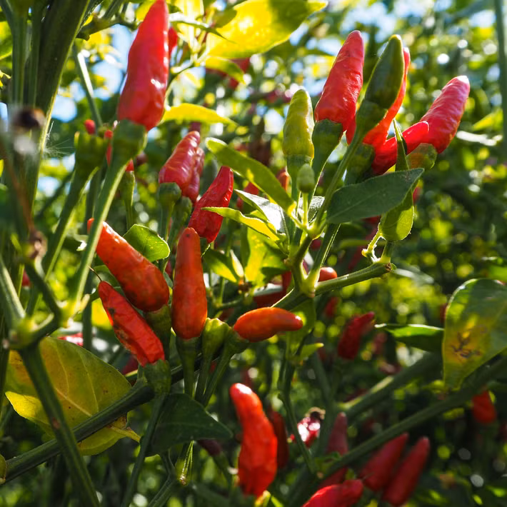 Sở dĩ ớt mắt chim có độ cay cao là do nó chứa lượng lớn hỗn hợp alkaloid, trong đó có hoạt tính capsaicin cay hăng mãnh liệt. Ảnh shopify.