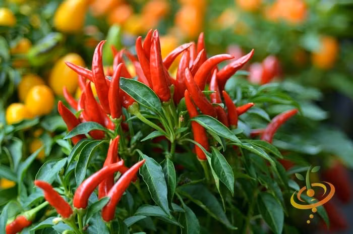 Ớt mắt chim có xuất xứ từ Mexico, có hình dáng thon dài và nhọn, có thể đạt đến độ dài là 7,5cm. Ảnh shopify.