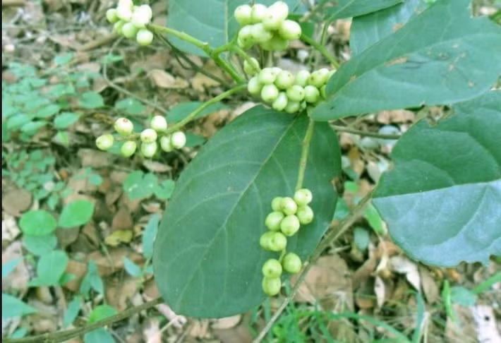 Cây chòi mòi ra hoa từ tháng 4 - tháng 6. Ảnh: ydhvn.