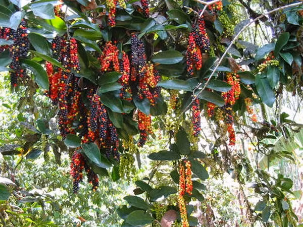 Cây chòi mòi là cây thân gỗ nhỏ, cao từ 3m - 8m thuộc họ Thầu dầu. Cành cong queo, lá hình bầu dục, quả tròn có hình bầu dục dẹt. Ảnh ydvn.