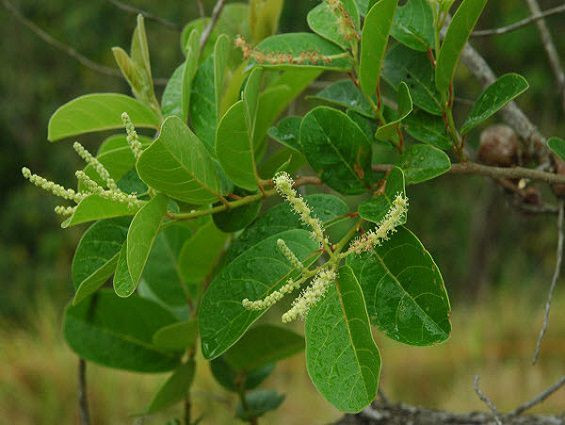 Cây chòi mòi có tên khoa học là Antidesma ghaesembilla Gaertn. Loài thực vật này còn được biết đến với các tên gọi khác như mà ca, chóp còi, chu mòi, châm mòi. Ảnh raurungtayninh.