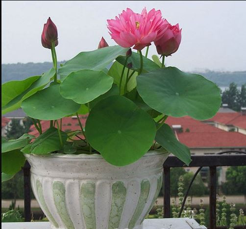 Sen Cung Đình là loài hoa ưa nơi có nhiều bùn, nước tĩnh và có ánh sáng liên tục, ổn định. Ảnh hoala.