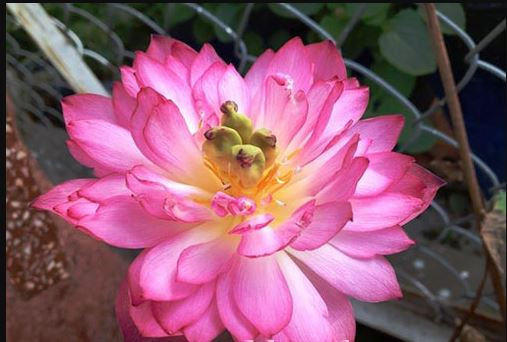 Sen Cung Đình có gương sen nổi bật với những hạt to màu xanh chóp vàng hoặc hồng nhô lên cao, vươn dài ra tách biệt. Ảnh blogspot. 