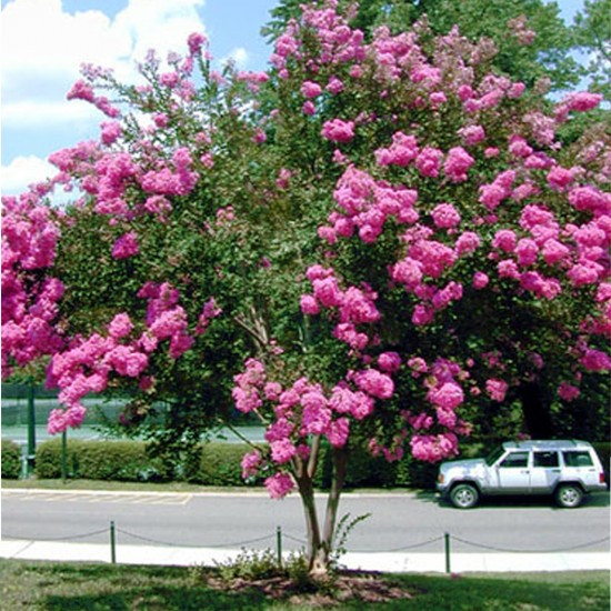 Hoa tử vi rất bền và tươi lâu. Cây hoa tử vi ưa ánh sáng và được xem là loài hoa đem đến sự thịnh vượng, tốt lành. Ảnh blogcaycanh.