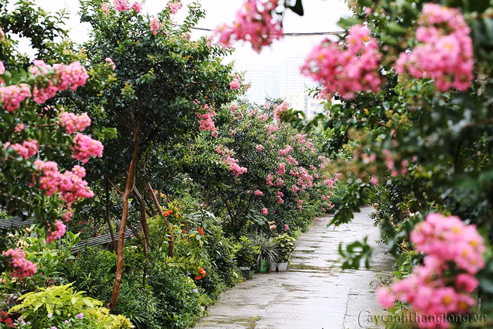 Cây hoa tử vi có một đặc điểm rất khác biệt, đó là nó có phản ứng rung lên, như cười khúc khích mỗi khi người ta gãi vào thân cây. Ảnh caycanhthanglong.