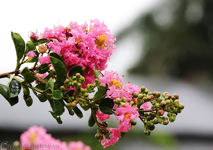 Hoa tử vi nở liên tục trong 3 tháng, kéo dài từ mùa hạ sang mùa thu, mỗi cành hoa có thể có 50-60 bông. Ảnh caycanhthanglong.