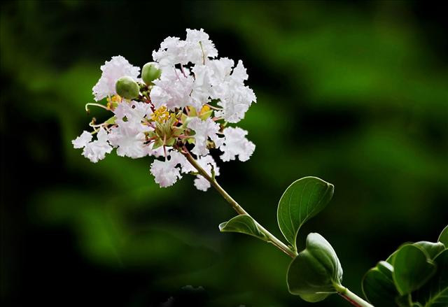 Hoa tử vi thường bị nhầm lẫn thành hoa tường vi và hoa bằng lăng. Ảnh phatgiaoaluoi.