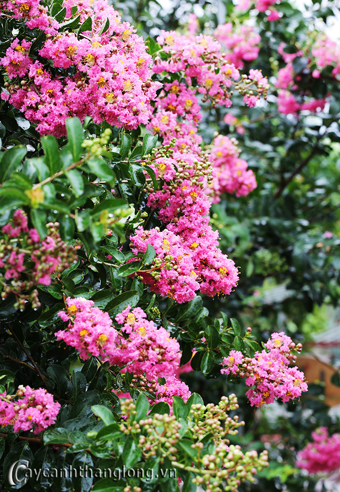 Hoa tử vi rất được vua chúa Trung Quốc và Việt Nam yêu thích nên thường được trồng nhiều ở trong các tiền sảnh trong cung cấm. Ảnh caycanhthanglong