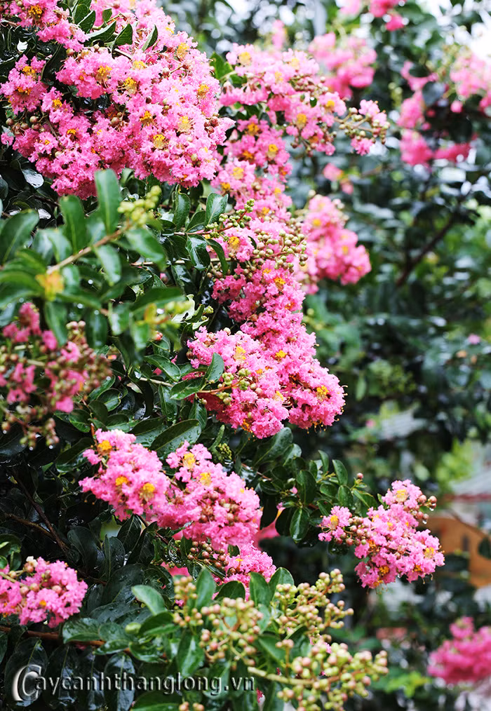 Hoa tử vi rất được vua chúa Trung Quốc và Việt Nam yêu thích nên thường được trồng nhiều ở trong các tiền sảnh trong cung cấm. Ảnh caycanhthanglong