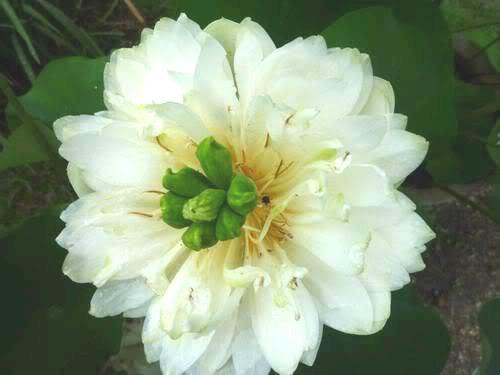 Xưa kia, sen Cung Đình được trồng tại nơi ở của các vua chúa trong cung đình Huế. Ảnh chamsoccaytrong.