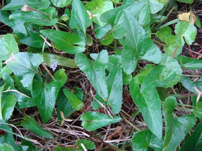 Phần ngọn non và lá non của rau cải rừng tía có thể ăn được, vị đắng nhạt, dùng trong các món xào, luộc, nấu canh. Ảnh facebook.