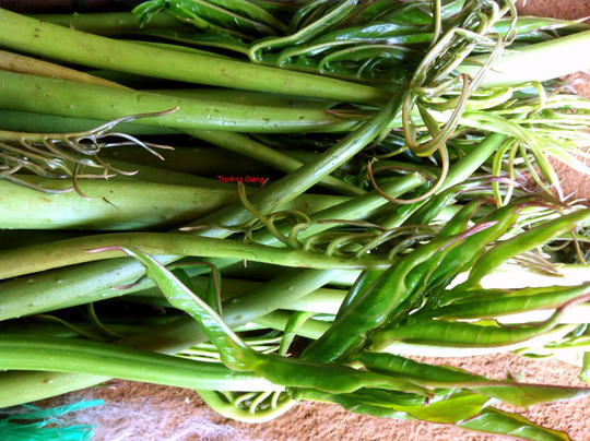 Rau mớp có thể làm gỏi, muối chua hay xào nấu ăn rất ngon và lạ miệng. Ảnh nld.