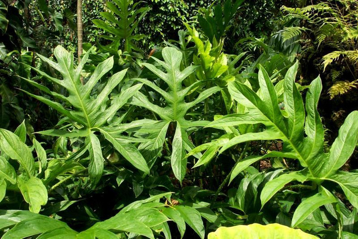 Rau mớp là loại rau dại độc lạ, mọc hoang khắp nơi ở nước ta, từ ven suối, bờ ao, bãi lầy, mương rạch từ đồng bằng lên rừng núi. Ảnh briansbotanicals.