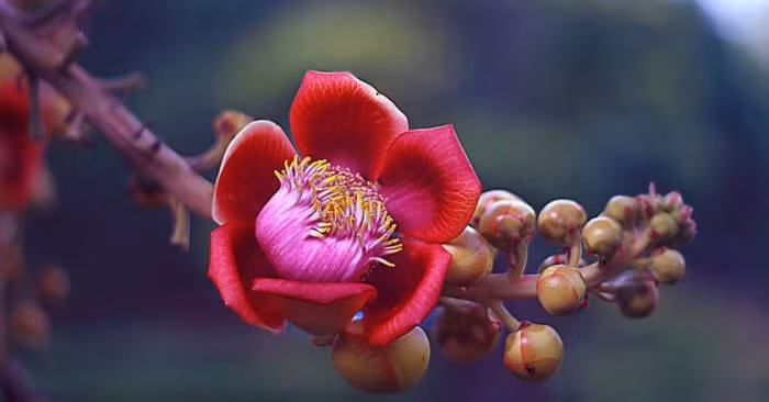 Không chỉ đẹp, hoa Sala còn là một dược liệu quý, chứa các chất kháng sinh, kháng nấm có tác dụng sát khuẩn và giảm đau. Ảnh dkn.