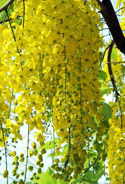 Bên cạnh tác dụng trang trí, tất cả các bộ phận của cây hoa muồng hoàng yến đều có tác dụng làm thuốc trị các bệnh như đau khớp, hạ sốt... Ảnh hongcaycanh.