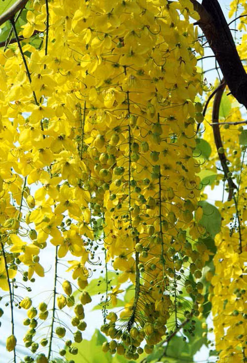 Bên cạnh tác dụng trang trí, tất cả các bộ phận của cây hoa muồng hoàng yến đều có tác dụng làm thuốc trị các bệnh như đau khớp, hạ sốt... Ảnh hongcaycanh.