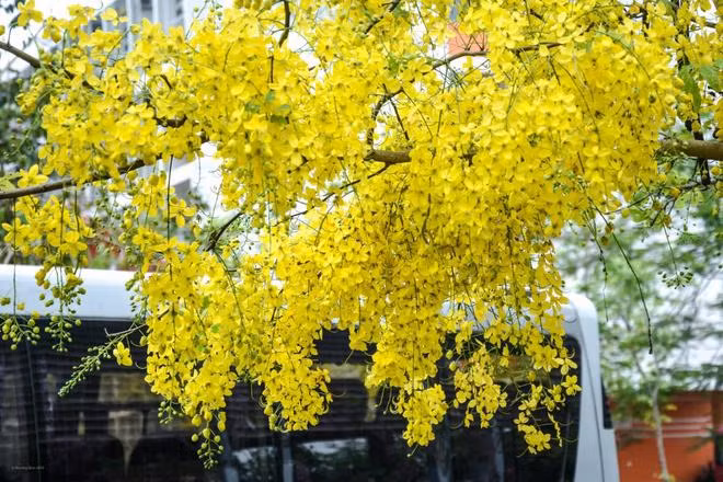 Quả của cây hoa muồng hoàng yến có hình quả đậu, dài 20cm - 60cm, chứa nhiều hạt và các hạt này có độc. Ảnh chungta.