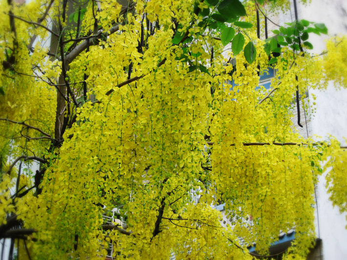 Hoa muồng hoàng yến là quốc hoa của Thái Lan. Loài hoa này còn tượng trưng cho bang Kerala tại Ấn Độ. Ảnh wordpress.