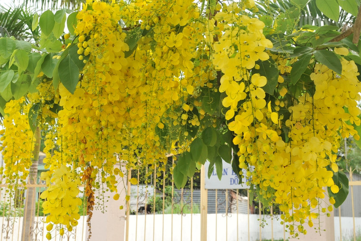 Hoa muồng hoàng hậu thường mọc theo cụm, cánh hoa hình bầu dục có màu vàng rực rỡ rất nổi bật. Những ngày này, ở nhiều góc phố Hà Nội, nhiều người thích thú với hình ảnh những chùm hoa vàng nổi bật, khoe sắc. Ảnh blogspot.