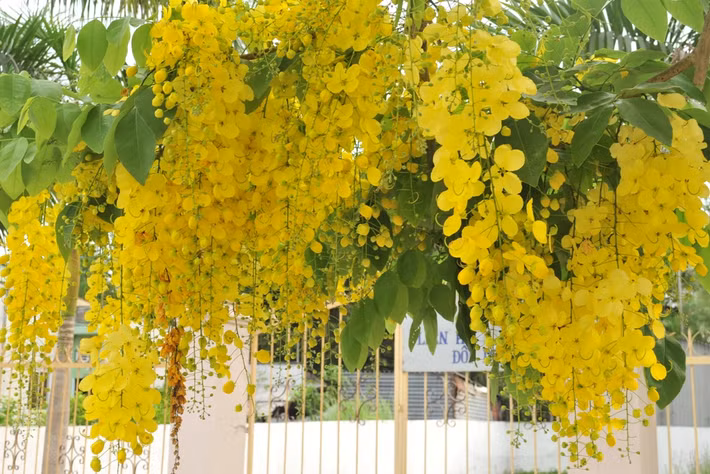 Hoa muồng hoàng hậu thường mọc theo cụm, cánh hoa hình bầu dục có màu vàng rực rỡ rất nổi bật. Những ngày này, ở nhiều góc phố Hà Nội, nhiều người thích thú với hình ảnh những chùm hoa vàng nổi bật, khoe sắc. Ảnh blogspot.