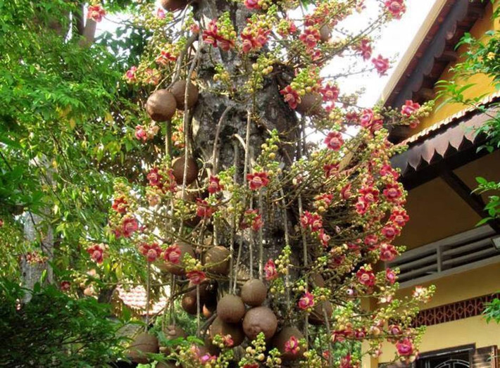 Ngoài ra, do có hương thơm đặc trưng nên hoa sala còn được sử dụng trong sản xuất mỹ phẩm và hương liệu. Ảnh rongbaycdn.