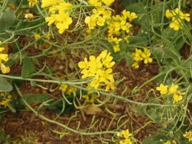 Trong khi đó, lá non của cây mù tạt được dùng làm rau ăn. Ảnh wikipedia.