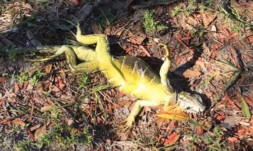 Đám cự đà tưởng rằng đã chết lại hồi sinh.