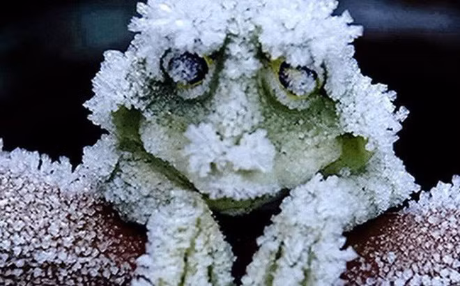 Ngoài cá sấu, những con ếch gỗ Alaska cũng có khả năng giả chết để trốn cái lạnh tài tình, khiến con người bội phục. Loài động vật máu lạnh này sẽ "chết cứng" trong mùa đông, sống dậy vào mùa xuân.