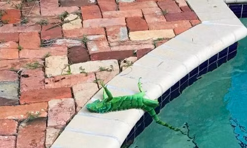 Không giỏi đến mức như cá sấu và ếch gỗ Alaska, nhưng những con cự đà này vẫn xứng đáng được đưa vào danh sách động vật siêu đẳng này. Gần đây, đợt lạnh kỷ lục tràn đến bang Florida, Mỹ khiến loài cự đà sống ở khu vực này đông cứng và rơi từ trên cây xuống như mưa. Nhưng tài tình, con người tưởng chúng đã chết, nhưng sau đó chúng lại sống lại, thậm chí, còn tấn công cả con người.