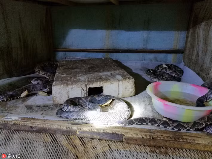 Theo thông tin đăng tải, ở trấn Hồng Cách, huyện Diêm Biên, thị Phàn Chi Hoa, tỉnh Tứ Xuyên, cô gái trẻ này được biết đến với biệt danh rất kêu là "Nữ hoàng rắn". Mỗi ngày, cô đều cùng hàng chục ngàn con rắn độc tiếp xúc thân mật. (Nguồn Sina)