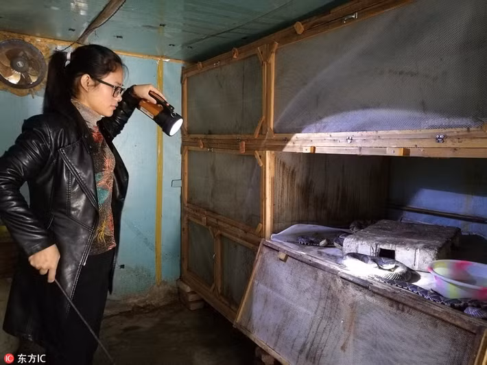 Tuy nhiên tại Phàn Chi Hoa, Tứ Xuyên, Trung Quốc, một cô gái trẻ lại cực kỳ yêu thích và có niềm đam mê bất diệt với những loài rắn độc, đặc biệt là rắn ngũ độc xà. (Nguồn Sina)