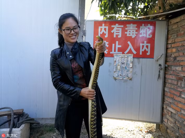 Đứng bên cạnh lồng nuôi rắn, Chân Chân cười nói vui vẻ: "Rắn độc đều khá giống nhau, chúng sẽ không chủ động tấn công con người. Chỉ khi nghĩ rằng con người tấn công và làm hại mình, rắn độc mới phản kích bằng những nhát cắn chứa đầy nọc độc". (Nguồn Sina)