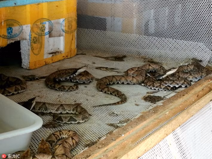 Tuy vậy, những tổn thương và tai nạn đó không làm Chân Chân vơi bớt đi tình yêu với loài rắn độc ngũ bộ xà. Cô cho biết, mặc dù ngũ bộ xà bị người khác vừa ghét vừa sợ thế nhưng đối với cô, chúng như những đứa con nuôi của mình. (Nguồn Sina)