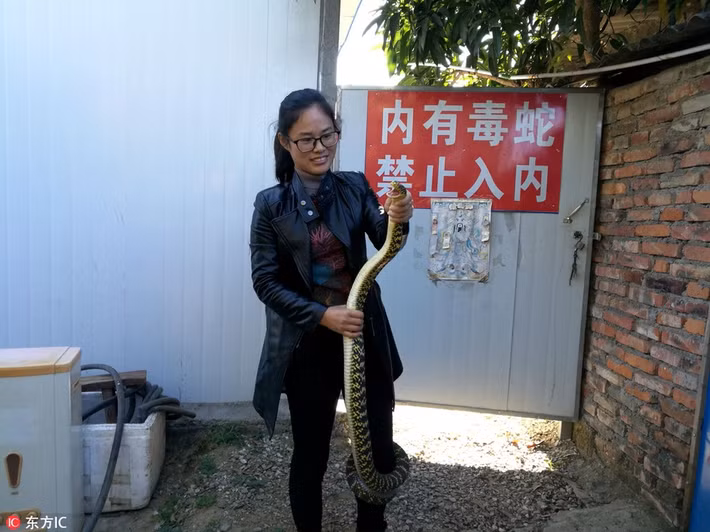 Cũng đã có rất nhiều người bỏ mạng oan uổng vì bị rắn ngũ bộ xà độc khét tiếng cắn. Thế nên, chỉ cần nghe thấy ngũ độc xà, nhiều người đã rùng mình hoảng sợ. (Nguồn Sina)