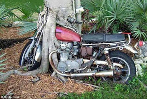 Chiếc xe mô tô bị mắc kẹt giữa đám rễ cây.