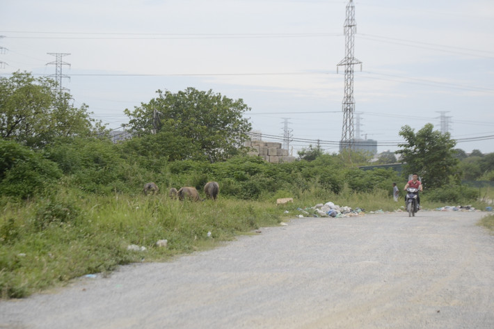 Thậm chí nới đây còn được tận dụng để chăn thả gia súc.