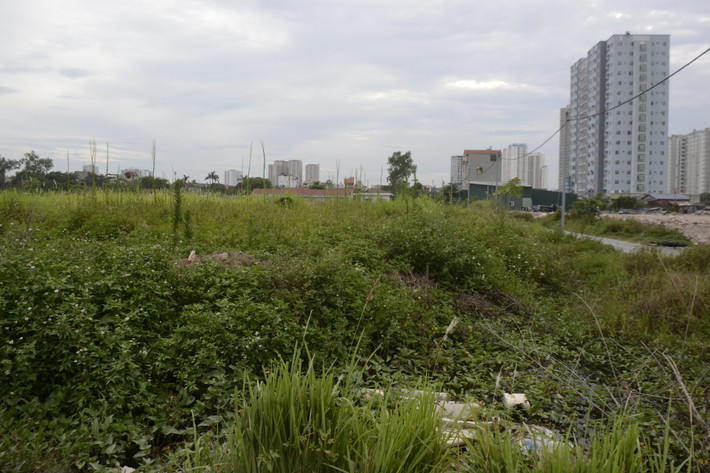 Các loại cỏ dại mọc um tùm quanh khu đất.