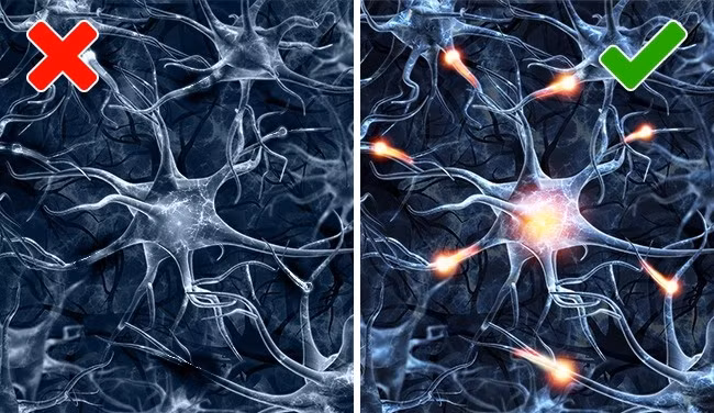 4. Tế bào não có thể được phục hồi: Trong một thời gian dài, người ta tin rằng các tế bào não người lớn không thể phục hồi. Tuy nhiên, điều đó không đúng. Trên thực tế, có một quá trình gọi là "neurogenesis", tạo ra các nơ-ron mới trong vùng hippocampus. Đây là phần của bộ não chịu trách nhiệm học tập, trí nhớ dài hạn và cảm xúc. Ảnh: Depositphotos.