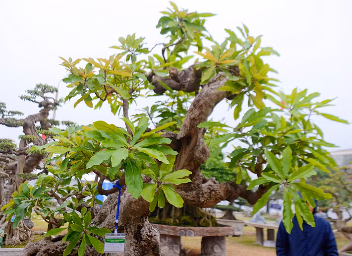 Là một trong bốn loài cây cảnh quý (sanh, sung, tùng, lộc), rất thích hợp làm cây phong thủy.