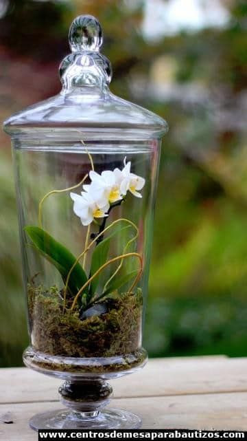 Những bình thủy tinh hoa lan mini là một trong những loài hoa cảnh "sang chảnh". Ảnh: Elena Chillaron.