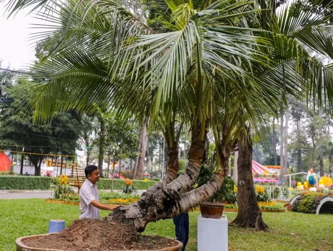 Một cây dừa ba ngọn có xuất xứ từ Định An (Trà Vinh). Ảnh: Internet.