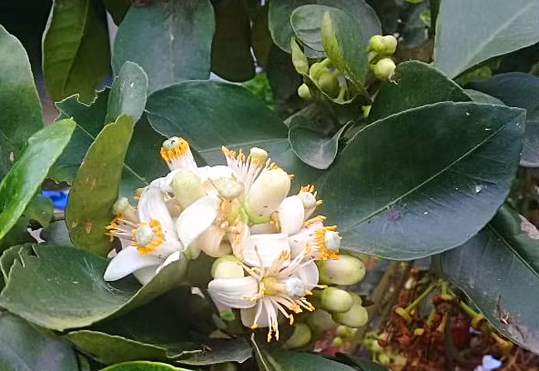 Ngoài bưởi ta còn có hoa bưởi Mỹ Polo.