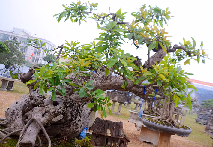 ... nếu ra đúng dịp tết thì sẽ đem lại cho gia chủ nhiều may mắn.