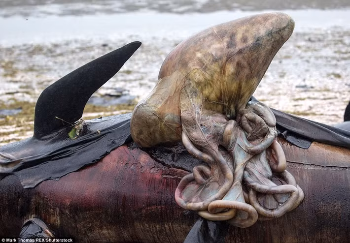 Trước khi có biện pháp tiêu hủy triệt để, chính quyền địa phương đã buộc phải dùng kim tiêm và dao để đâm vào xác cá voi đồng thời khoét những lỗ nhỏ để nội tạng của chúng tràn ra ngoài, tránh tình trạng xác cá voi phát nổ hàng loạt. (Nguồn Dailymail)