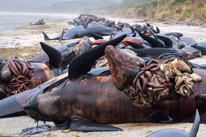 Trái tim và nội tạng của cá voi tràn ra ngoài theo những lỗ cắt, trông rất ghê rợn đồng thời bốc mùi đáng sợ. (Nguồn Dailymail)